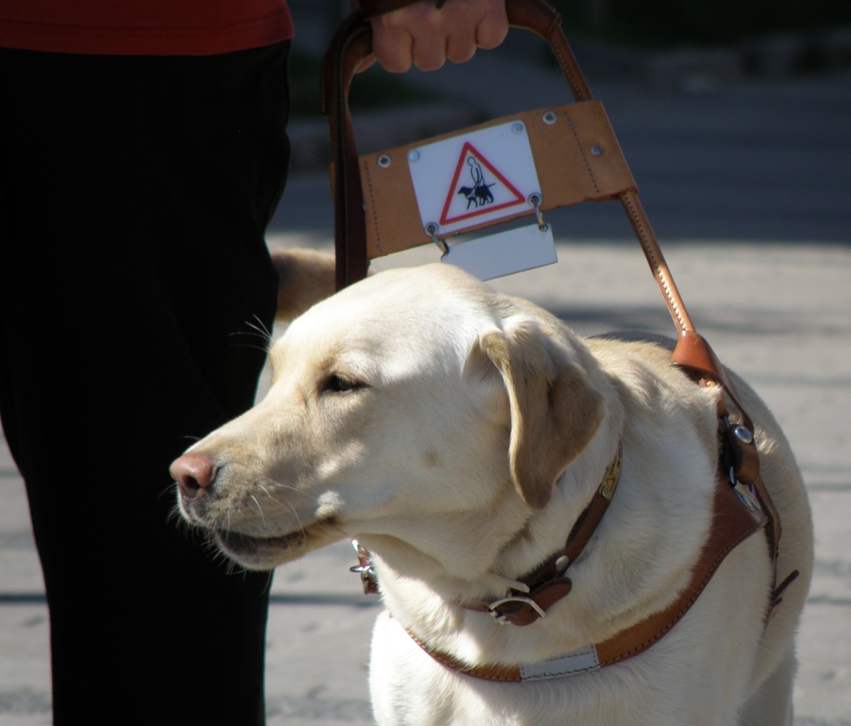 A present-day guide dog in a rigid leather harness, its handler holding the handle, dog in profile