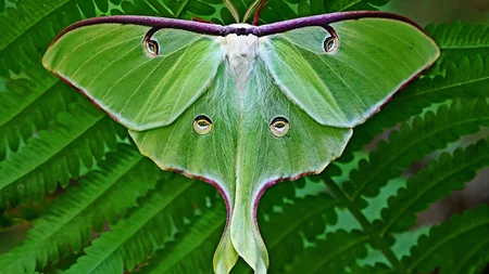 Moths are unable to fly during an earthquake.