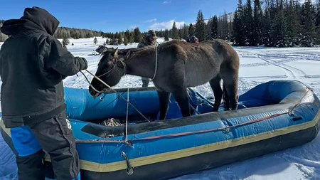 Mouse, a quarter horse, went missing on a backcountry trip in Wyoming in July 2025. He vanished into