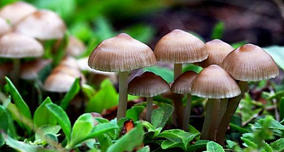 Mushrooms are more closely related to humans than they are to plants.
