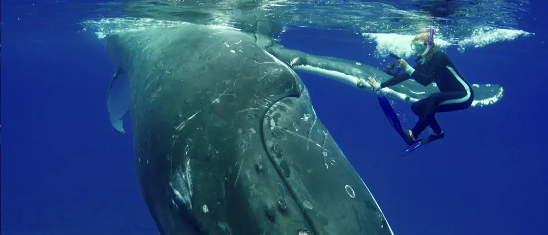 A Humpback Whale Spent 10 Minutes Shielding a Scientist From a Shark