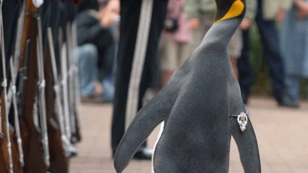 Sir Nils Olav: Norway's Colonel-in-Chief of Royal Guard is King Penguin