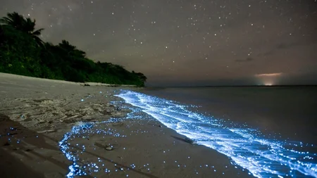 When ocean waves glow electric blue at night, the light comes from millions of living creatures. Din
