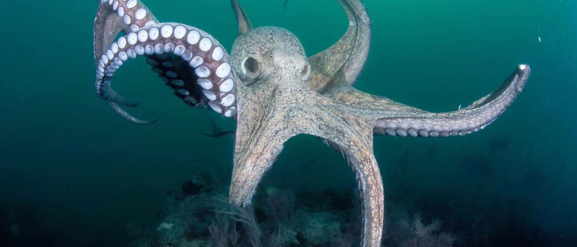 The Octopus: An Alien Intelligence