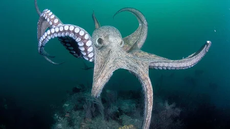 The Octopus: An Alien Intelligence