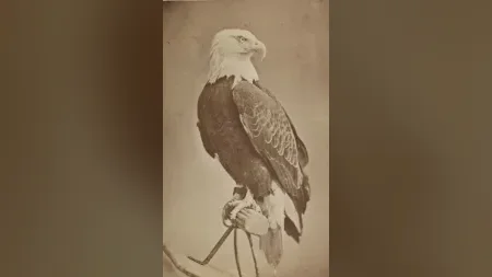 Old Abe was a real bald eagle who fought in the Civil War. He rode into more than 30 battles with th
