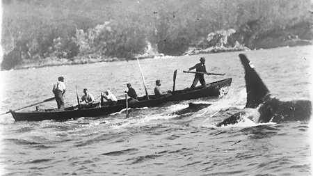 Old Tom was a wild orca in Eden, Australia. He led a pod that helped whalers hunt whales for 70 year