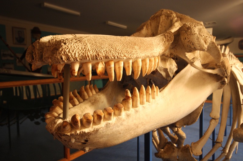 Old Tom's skeleton at the Eden Killer Whale Museum, showing teeth worn into rounded grooves from gripping tow ropes