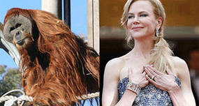 Male Orangutans Can Be Attracted to Women with Red Hair.