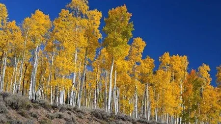 A forest of 47,000 aspen trees in Utah is actually one single organism. Every trunk connects undergr