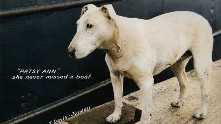 Patsy Ann was a bull terrier, deaf from birth. She still knew which Juneau dock a ship would use, lo