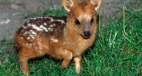 Pudu Deer: World's Smallest Deer