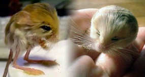 Pygmy Jerboa: Cute Desert Rodent Looks Like Duckling-Mouse