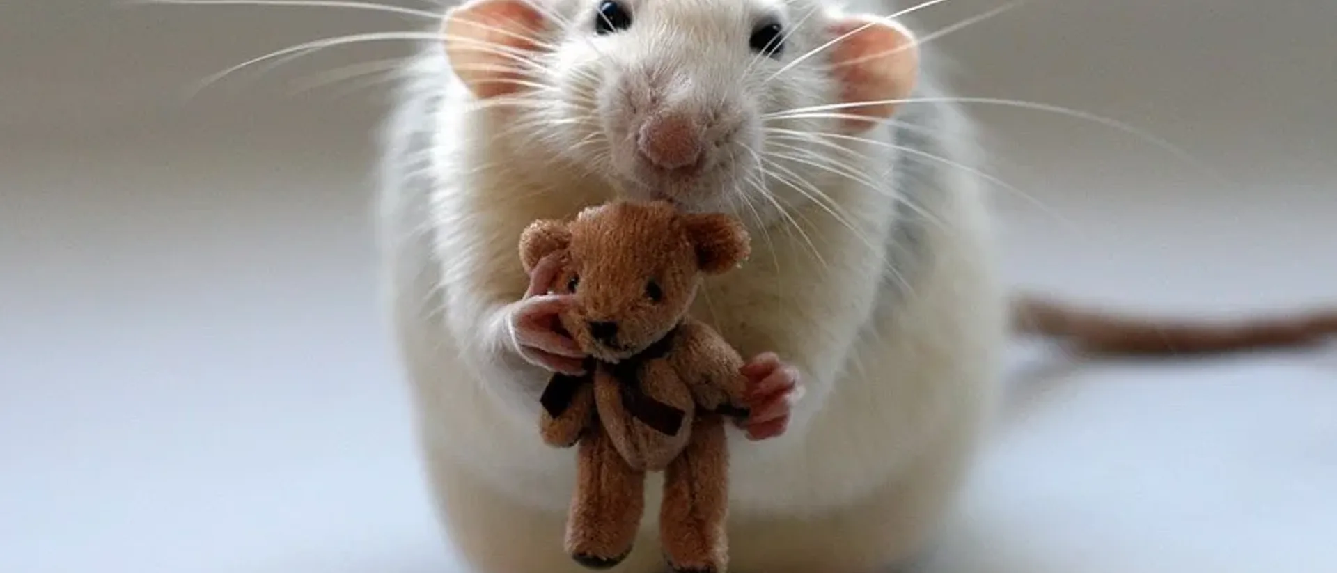 Rats Choose Empathy Over Chocolate: The Heartwarming Lab Experiment