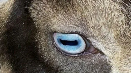 Sheep, goats, octopuses, and toads have horizontal, rectangular-shaped pupils that give them a nearl