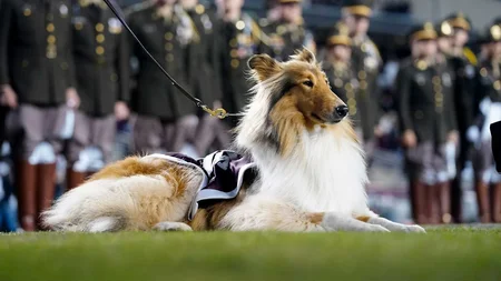Reveille, Texas A&M's collie mascot, outranks every cadet on campus. She holds the rank of Cadet Gen