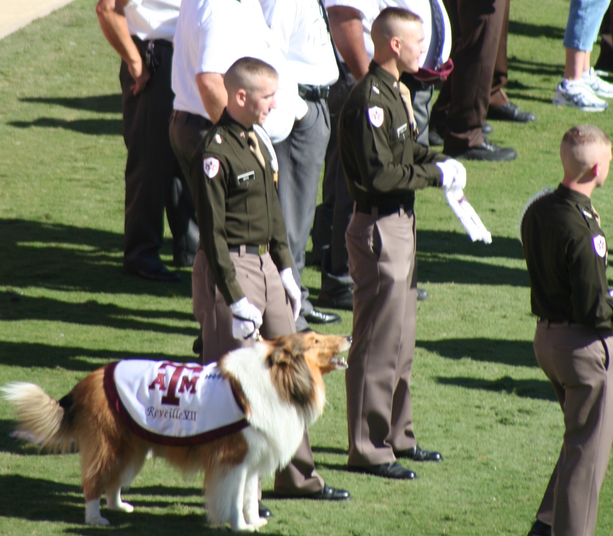 Reveille, Texas A&M's collie mascot, on the sideline during a football game wearing her maroon and white blanket with rank insignia, with Corps of Cadets members nearby