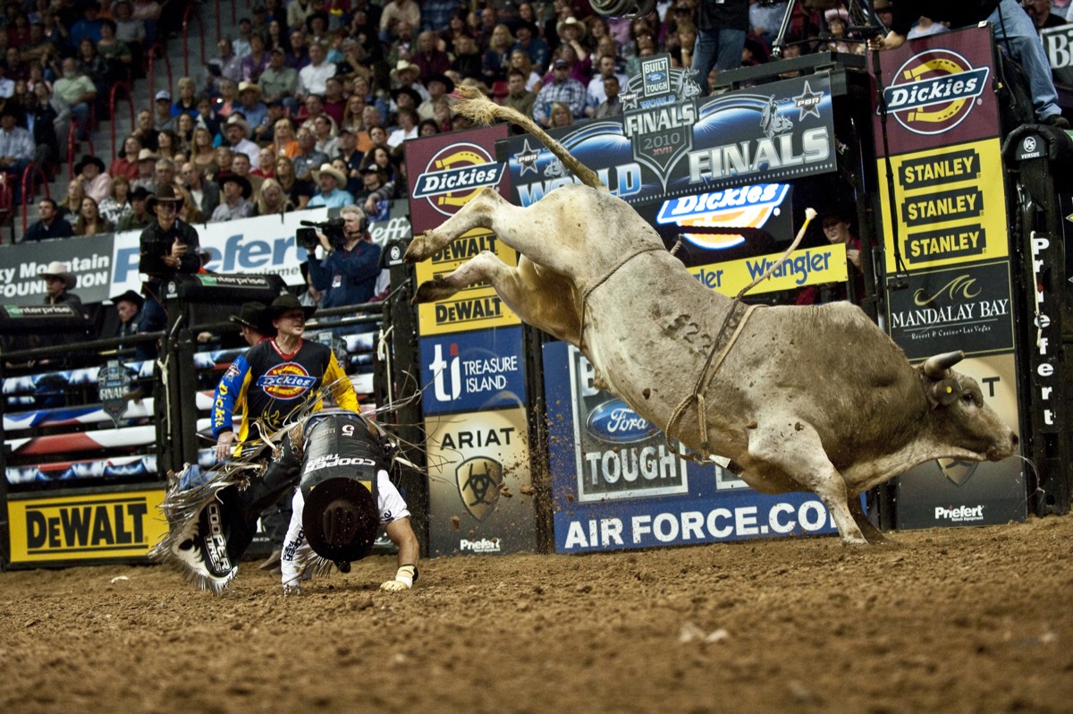 A modern professional rodeo or PBR bullfighter in a sport jersey and shorts (no clown makeup or baggy costume) moving in close to distract a bucking bull while a fallen rider gets clear, wide action shot showing the full scene