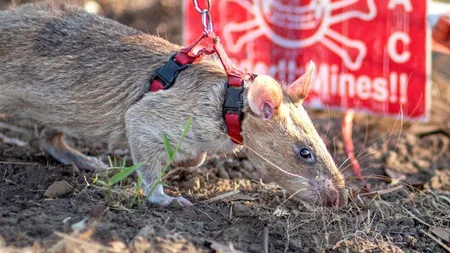 Ronin is an African giant pouched rat, roughly the size of a small cat. Belgian charity APOPO traine