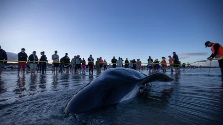 Hundreds of strangers showed up at Ruakaka Beach in New Zealand when 40 pilot whales stranded themse