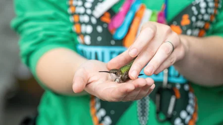 The ruby-throated hummingbird weighs less than a nickel. Every fall it flies about 500 miles nonstop