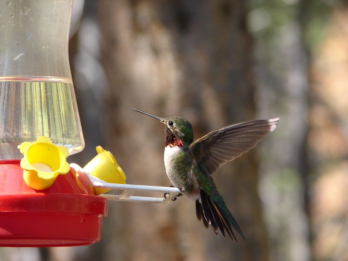 A ruby-throated hummingbird with iridescent green back and red throat feeding at a red glass nectar feeder, wings blurred in flight