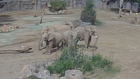 A 5.2 magnitude earthquake shook San Diego on April 14, 2025. Elephants at the San Diego Zoo Safari 