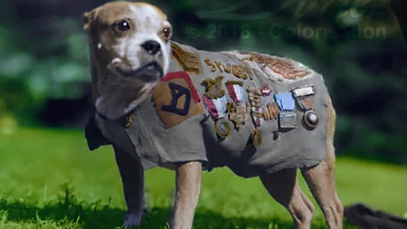 A stray puppy was smuggled onto a troopship in a coal bin in 1917. He served 18 months in the WWI tr