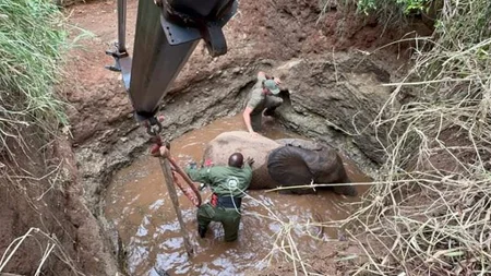 An elephant spent 12 hours submerged in a 45-foot well near Tsavo, Kenya - breathing only through hi