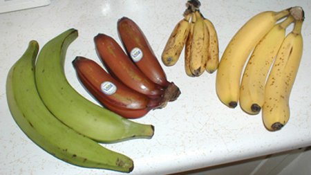 Smelling Bananas May Curb Your Appetite