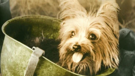 A 4-pound Yorkshire Terrier named Smoky was the smallest soldier in the Pacific during WWII. At Ling