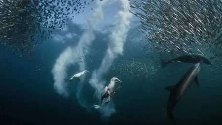 Every winter there's a migration bigger than the Serengeti's - and almost nobody has heard of it. Hu