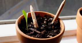 Sprout: Plantable Pencil That Grows into Herbs and Vegetables