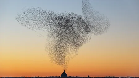 A murmuration of starlings - sometimes hundreds of thousands of birds - swirls as one shape-shifting