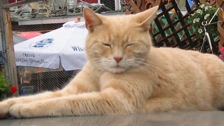 Stubbs the cat served as honorary mayor of Talkeetna, Alaska, for more than 20 years. The role was c