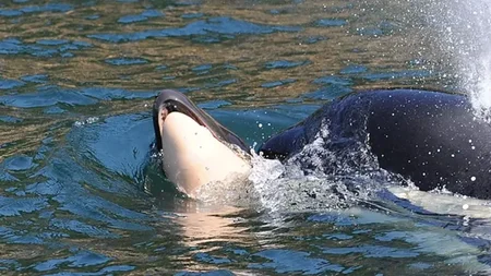 Tahlequah is a wild orca off Seattle. In 2018, her newborn calf died. She refused to let the body si