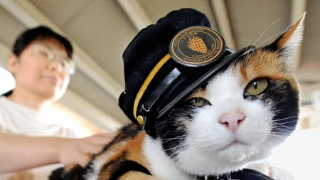 Tama was a stray calico cat near Kishi Station in Japan when the railway was about to close. The com