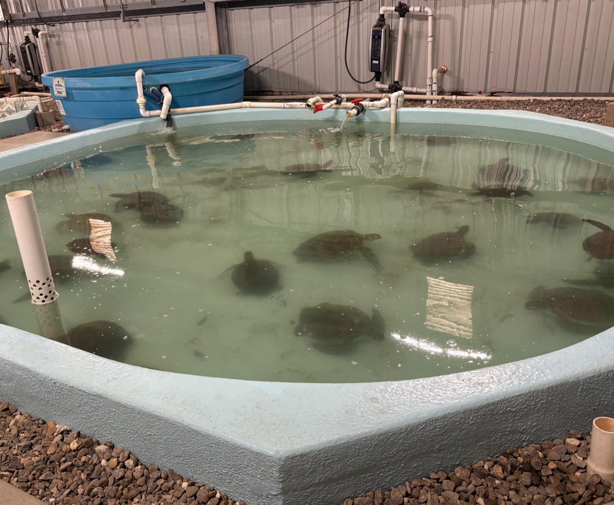 Rescued cold-stunned green sea turtles floating in a large rehabilitation pool while staff at a Texas facility slowly warm and monitor them
