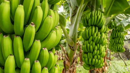 The Sterile Supermarket Banana