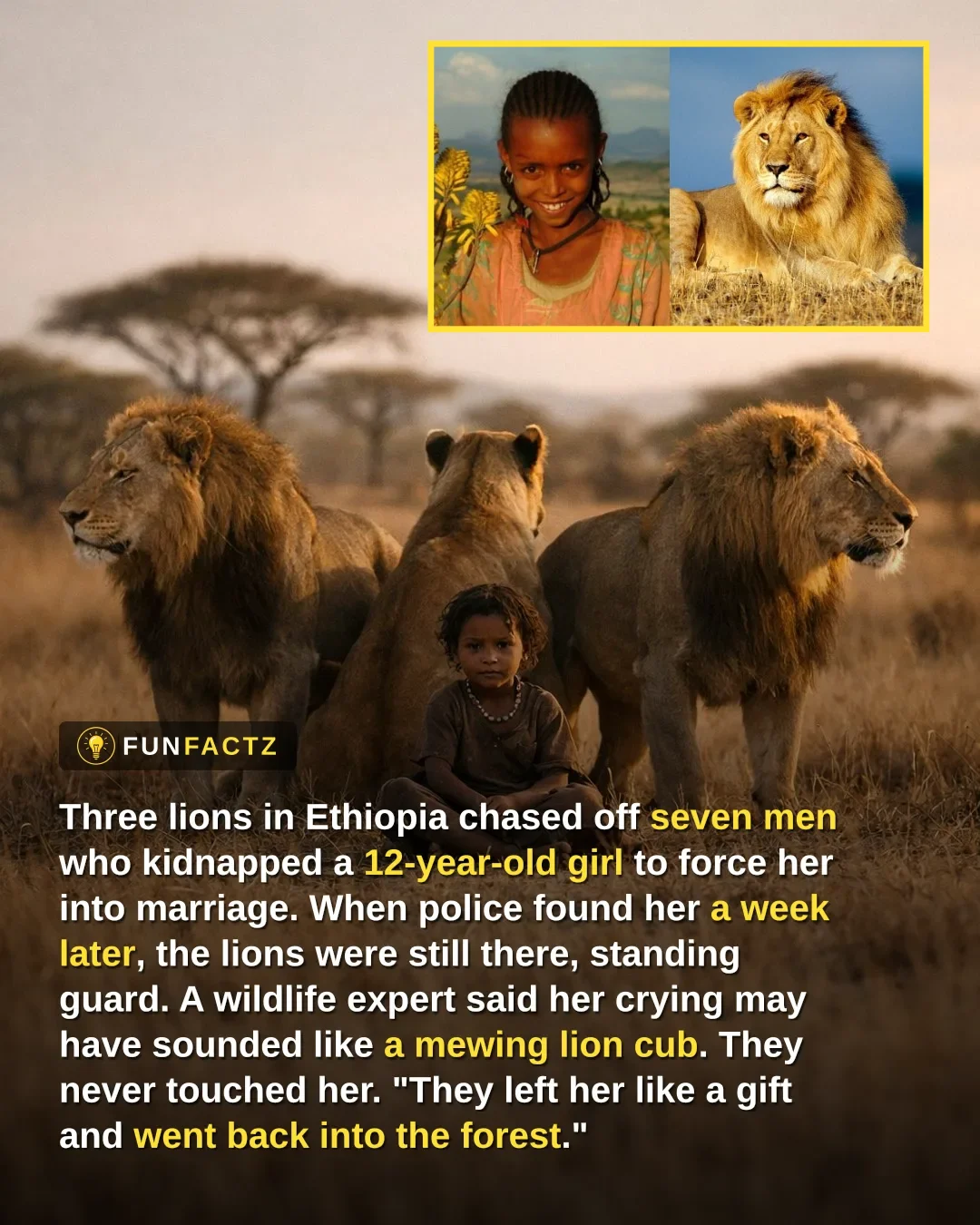 Three Lions Guarded a Kidnapped Girl in Ethiopia Until Police Found Her
