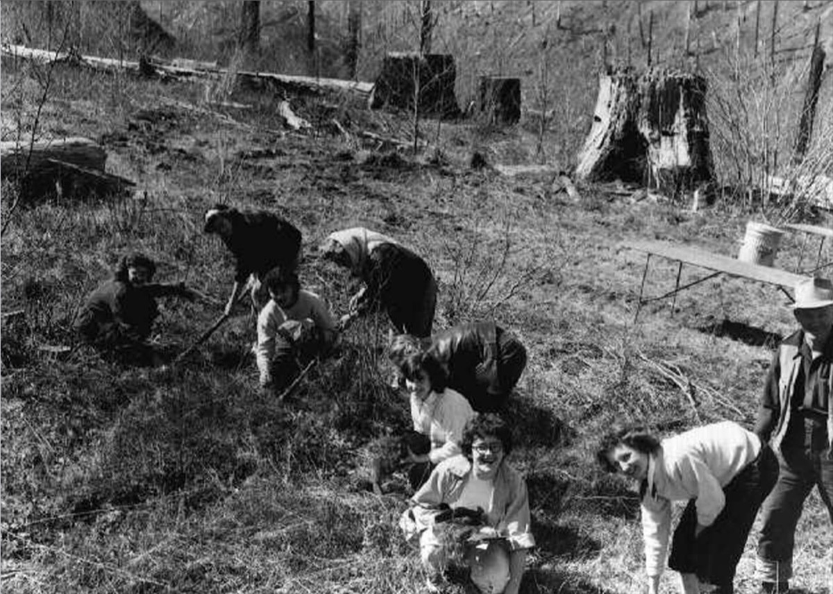 Archival black and white photo of a line of children and adults planting tree seedlings on a bare, snag-covered hillside in the Tillamook Burn area of Oregon, circa 1950s-60s