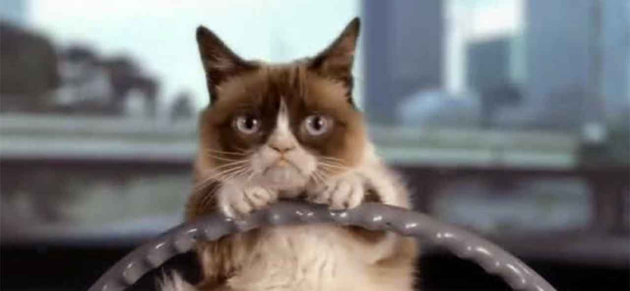 Grumpy Cat: The Internet Meme Kitty That Has Feline Dwarfism, Real Name Is Tardar Sauce!
