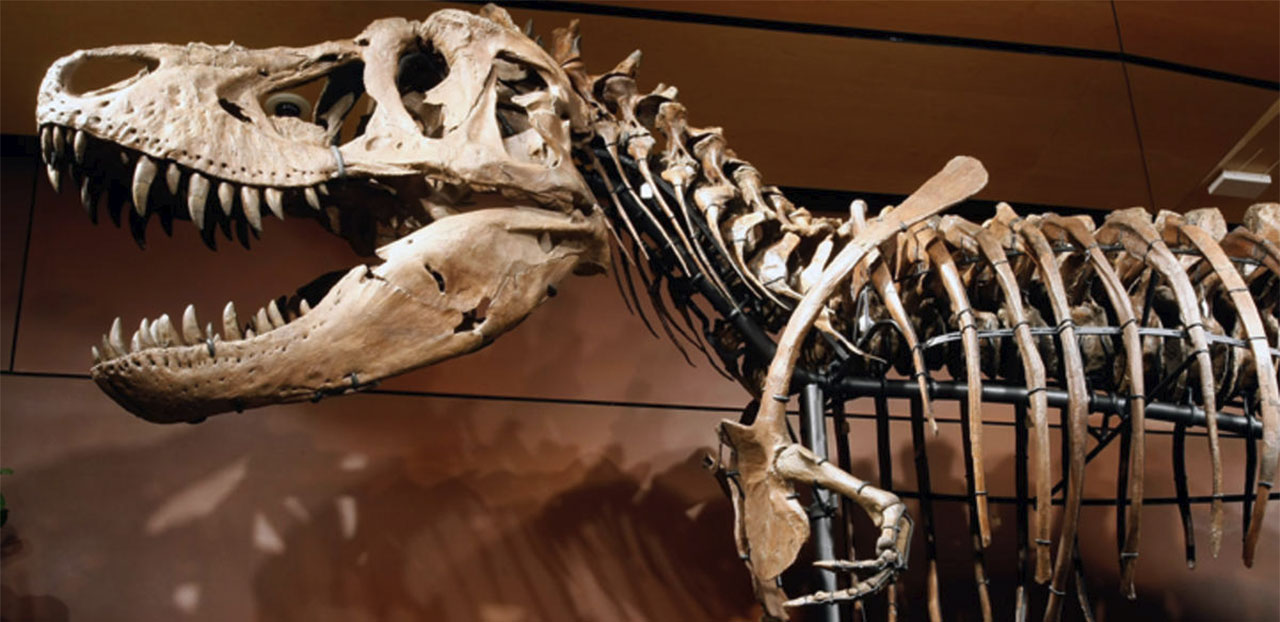 T-Rex Bone Dissolved in Acid Revealed Soft Tissue with Possible DNA
