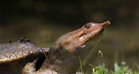 Turtles That 'Pee' through Their Mouth