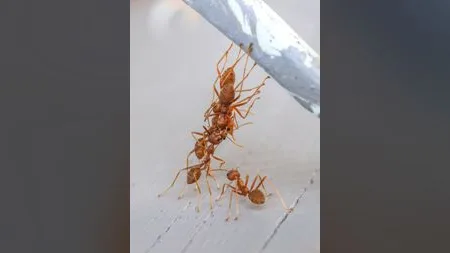 A single weaver ant can pull 60 times its own body weight.

But in a group of 15, each ant pulls 103