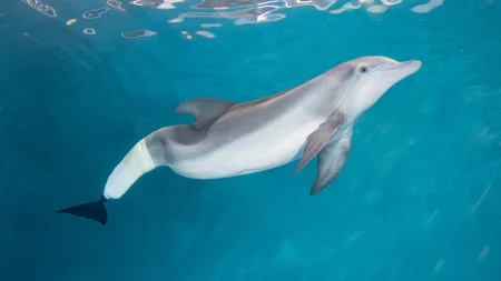 Winter the dolphin lost her tail after a crab trap rope cut off blood flow when she was two months o