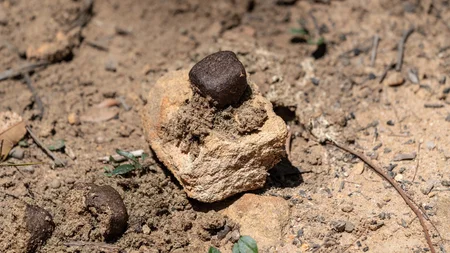 Why Wombats Poop Cubes