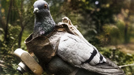 A homing pigeon shot through the breast with one leg hanging by a tendon flew 25 miles to save 194 m