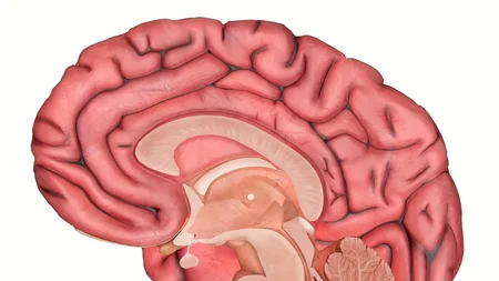Your brain is 80% water.